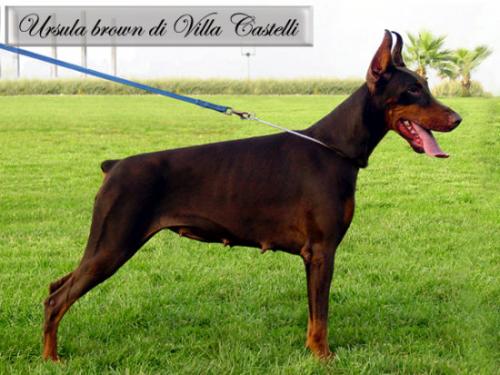 Ursula Brown di Villa Castelli | Brown Doberman Pinscher