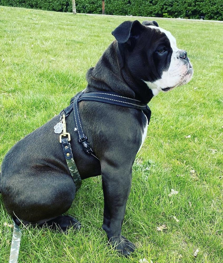 Nordicbulls Koda | Olde English Bulldogge 