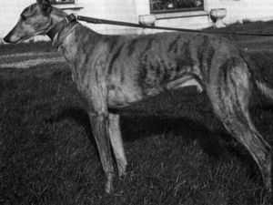 Skellis Tiger | Greyhound 