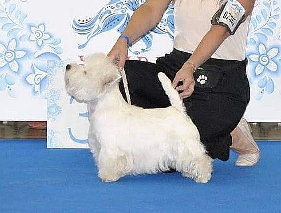 George I Love Kom | West Highland White Terrier 