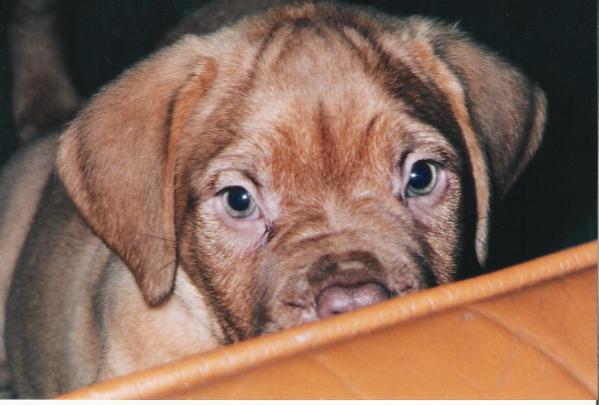 Kalin Veddo | Dogue de Bordeaux 