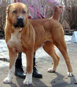 GJULLI - VIRAN LEONA | Central Asian Shepherd Dog 