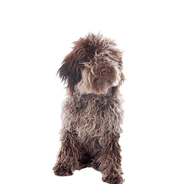 Lagotto Romagnolo