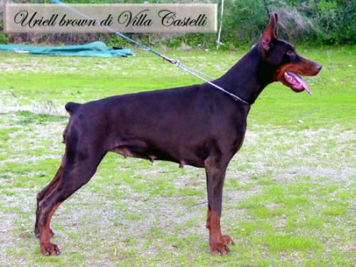 Uriellebrown di Villa Castelli | Brown Doberman Pinscher