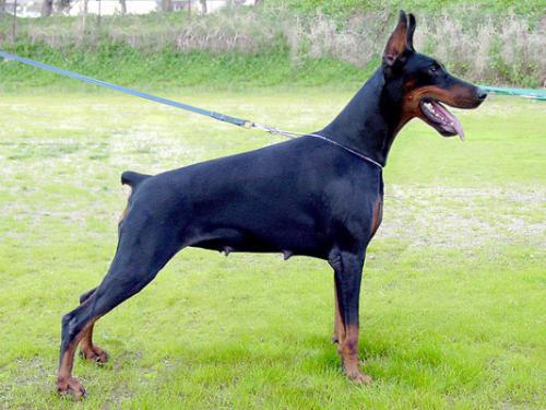 Undemai di Villa Castelli | Black Doberman Pinscher