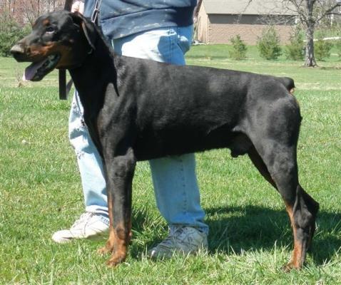 Buster v. Hof ter Eeckhout | Black Doberman Pinscher