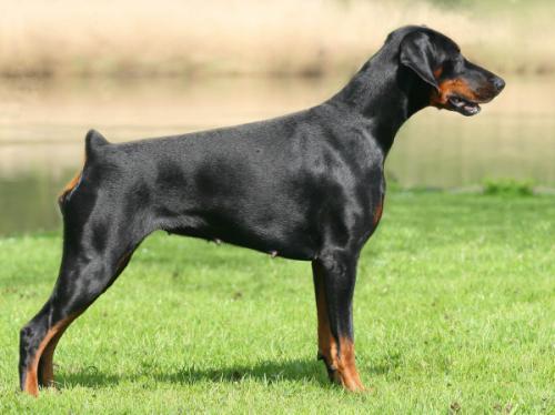 Russkaja Mesta Caressa Chara | Black Doberman Pinscher