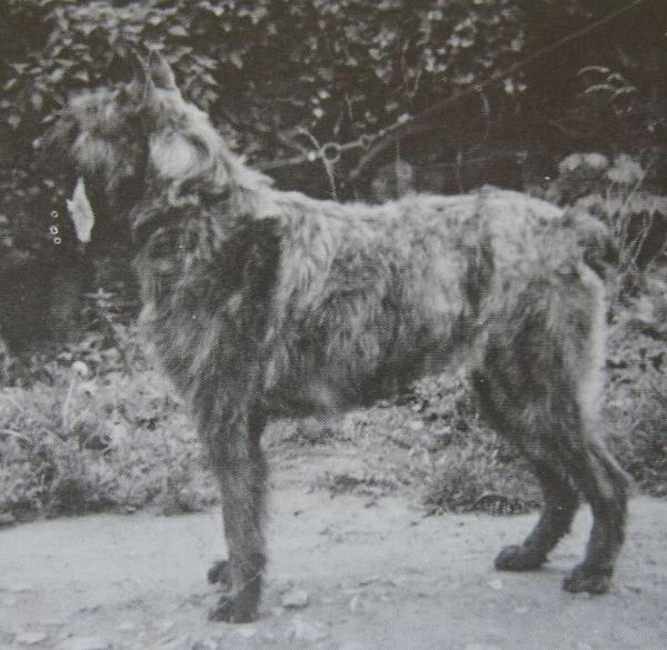 Eliane de la Thudinie | Bouvier des Flandres 