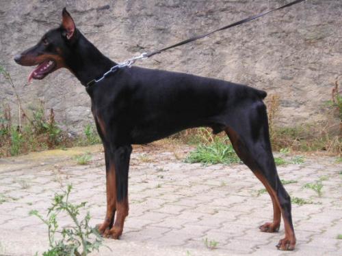 Geffrey v. Utgard | Black Doberman Pinscher