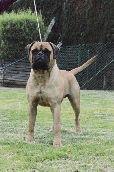 CABBERIN'S MANNY THE MAMMOTH | Bullmastiff 