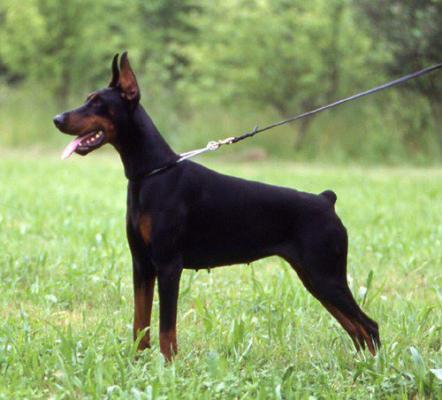 Rivien of Tanderberg | Black Doberman Pinscher