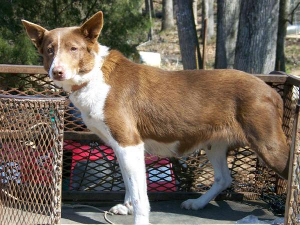 Snow Hill Rose ABC 249476 | Border Collie 