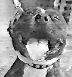 DERGON KEMMER ZET ROY | American Staffordshire Terrier 