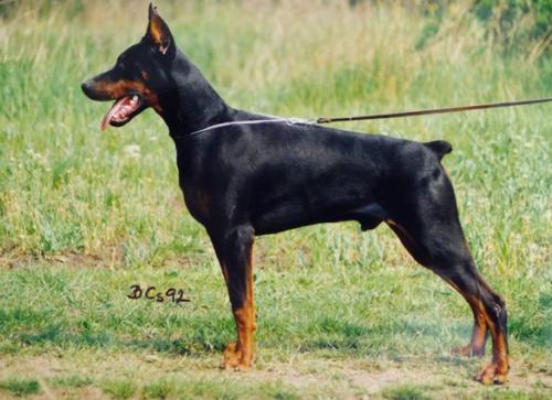 Arany-Sárkány Togo | Black Doberman Pinscher