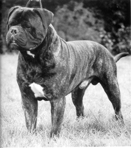 Blackslates Action Jackson | Bullmastiff 