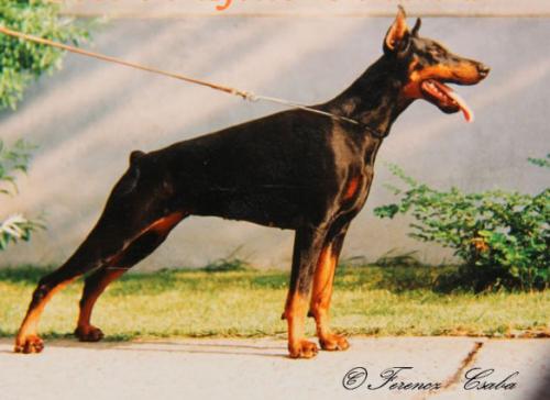 Doberon Effetto Primavera | Black Doberman Pinscher