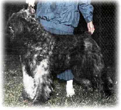 Dustin Rody v. 'T Ledig Erf | Bouvier des Flandres 