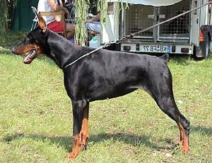 Perro De Casta Bella | Black Doberman Pinscher