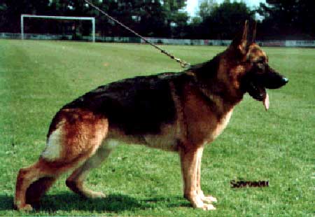 Falco vom Merlin | German Shepherd Dog 