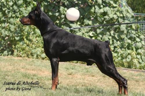 Icarus di Altobello | Black Doberman Pinscher