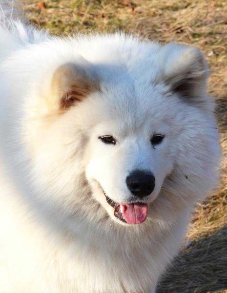 PRESLEY WINTERFIELD The Glow Of The Snowy Star | Samoyed 