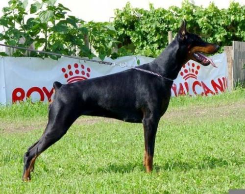 Izida di Altobello | Black Doberman Pinscher