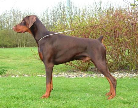 Aritaur Heracles (at Brintala) | Brown Doberman Pinscher