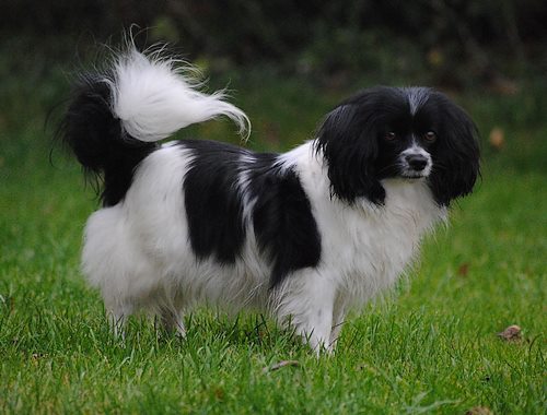 Katrän Dark Angle | Papillon 