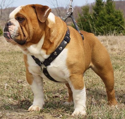 Rio Bravo's Chesty Puller | Olde English Bulldogge 