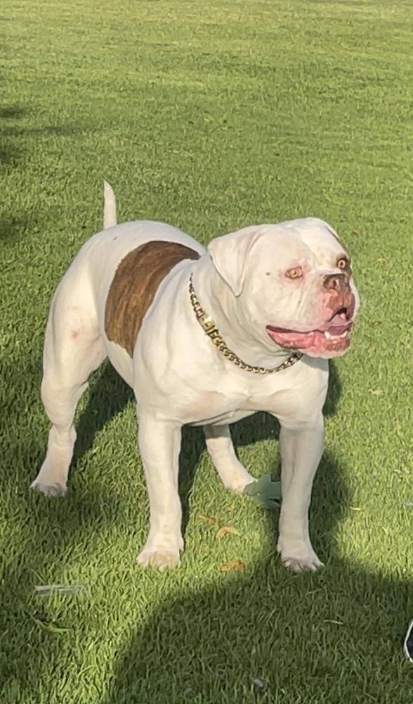 DogPound’s Polo | American Bulldog 