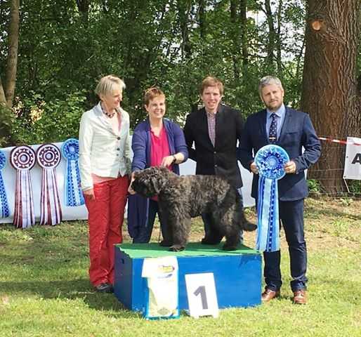 Castor Bouviery z Regla FCI | Bouvier des Flandres 