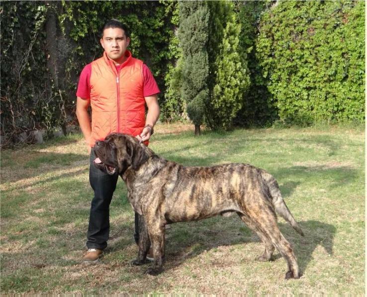 ROYAL BLOOD NEO (FLORES/SANTIAGO) | Mastiff 