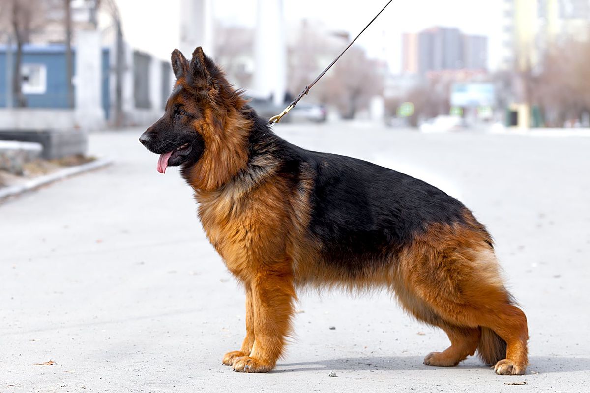 Selina iz doma Allens | German Shepherd Dog 
