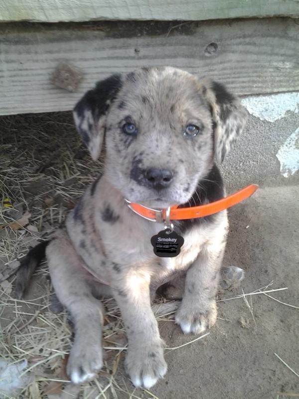 Gunslingers' Smokey Dakota | Catahoula Leopard Dog 