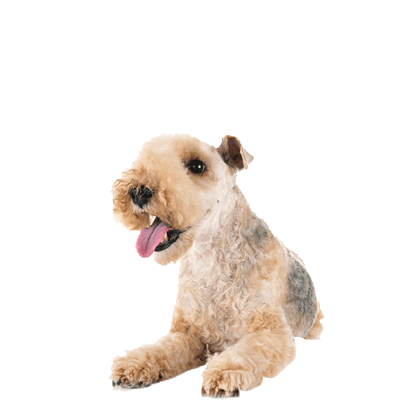 Lakeland Terrier