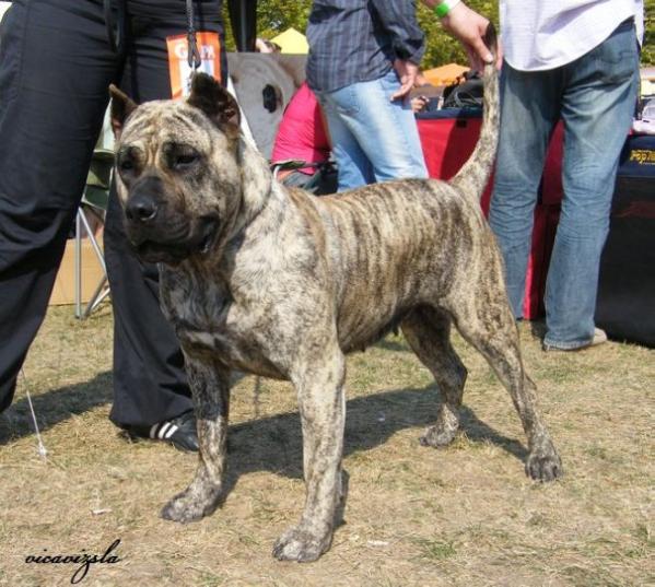 Beyla Nuestra Sangre | Perro de Presa Canario 