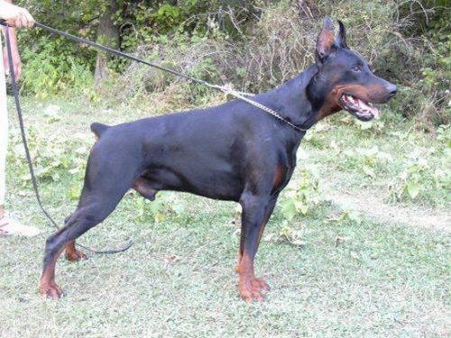Calvados is Doma Domeni | Black Doberman Pinscher