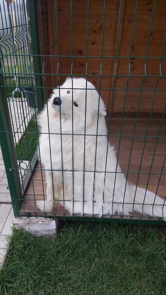 ZLAT IMPERIYA Sultan | Samoyed 