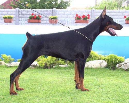 Tahi-Réme Giniti | Black Doberman Pinscher