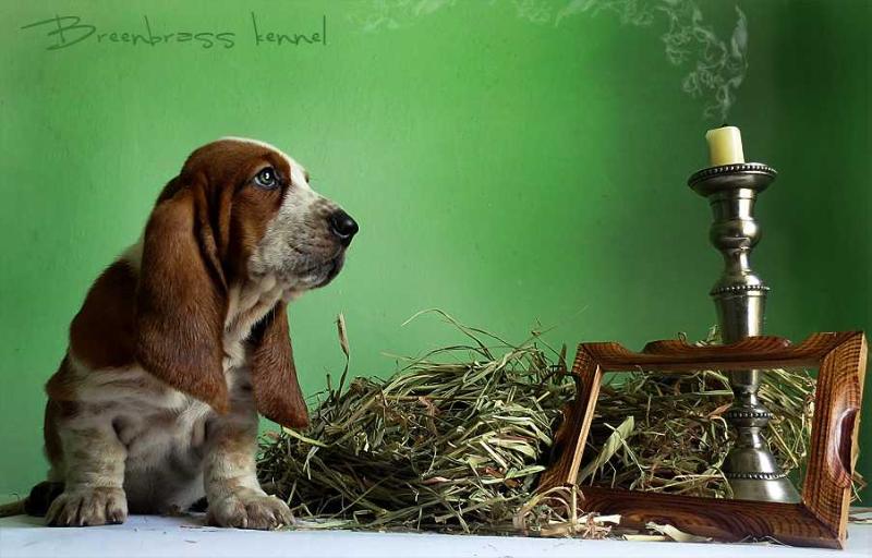 Harissa Sheridan's Breenbrass | Basset Hound 