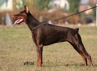 Tahi-réme Lottie | Brown Doberman Pinscher