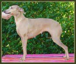 VERTRAGUS TUSCIA | Italian Greyhound 