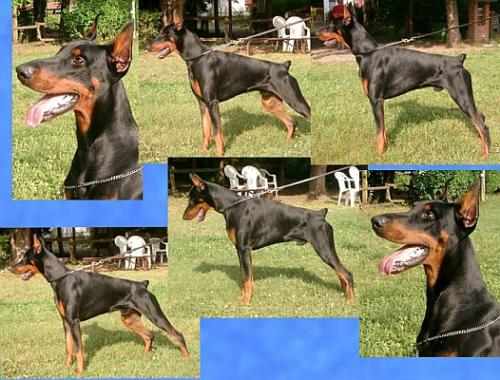 Massimo dei Nobili Nati | Black Doberman Pinscher