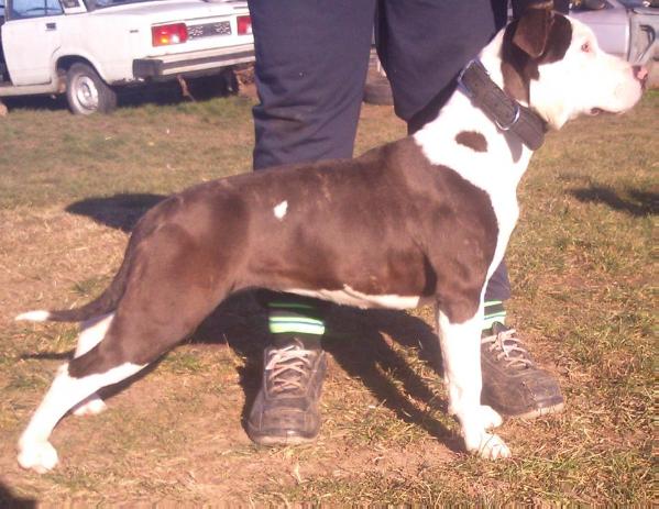Exorcist Tiger Arabella | American Staffordshire Terrier 