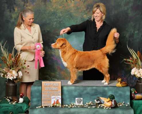 Littleriver's Brynwood Celtie | Nova Scotia Duck Tolling Retriever 