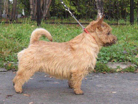 Destinee Dalido | Norwich Terrier 