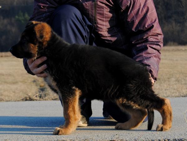 Iveco von Mining | German Shepherd Dog 