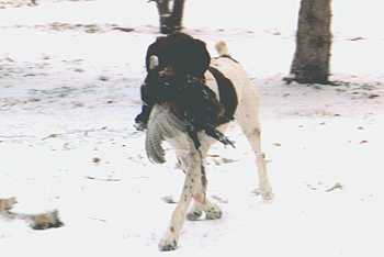 HART'S JACK DANIELS | German Shorthaired Pointer 