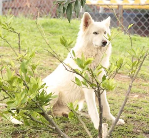 Arek | White Swiss Shepherd Dog 