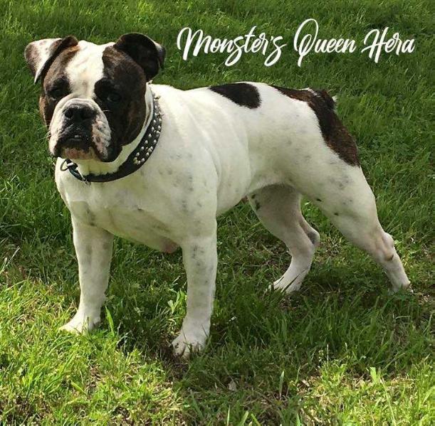 Monster's Queen Hera | Olde English Bulldogge 